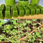 Comment les géraniums fleurissent : comment les arroser pour qu’ils prospèrent toujours