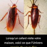 Découverte surprenante : pourquoi les parties intimes féminines peuvent dégager une odeur de poisson
