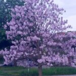 Si Vous Voyez Cette « Mauvaise Herbe » Dans Votre Jardin, N’y touchez pas! Voici 7 raisons qui l’expliquent