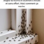 La plupart des gens ne se rendent pas compte qu’ils font cela. 10 erreurs critiques qui empêchent les tomates de mûrir