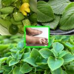 Pourquoi vous devriez manger des œufs avec des noix au petit-déjeuner : 8 bienfaits surprenants pour votre santé que vous ignoriez