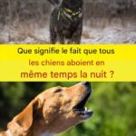 La plupart des gens n’en ont aucune idée. 10 étapes cruciales à suivre après la floraison des pivoines