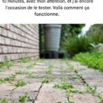 L’art de choisir la pastèque parfaite : un guide sur la douceur et la maturité