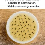 Arrêtez de Jeter les Anciennes Pots de Plantes en Plastique : Voici 10 Astuces Géniales pour les Utiliser à la Maison