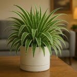 Comment planter des myrtilles chez soi pour en avoir une réserve infinie