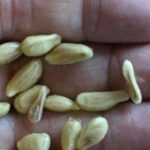 Barres croustillantes au caramel et chocolat