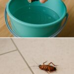 Les 6 remèdes les plus efficaces contre les punaises dans la maison