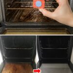 Astuces pour éliminer définitivement les poissons d’argent de votre maison