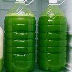 Les aliments bénéfiques pour renforcer les muscles chez les personnes âgées