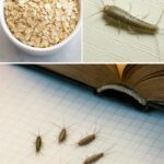 Nettoyer et Dégraisser son Four avec une Pastille de Lave-vaisselle : Astuce Économique et Efficace