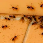 Spray anti-fourmis fait maison : une solution naturelle et efficace pour éradiquer les invasions
