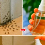Comment se débarrasser des fourmis à la maison et sur le balcon : 3 pièges naturels redoutablement efficaces