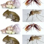 8 raisons pour lesquelles il est bon d’ajouter du jus de citron dans le réservoir de vos toilettes