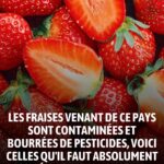 Bœuf fermier vs bœuf industriel : savez-vous vraiment ce que vous mangez ?