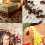 L’ail, un trésor méconnu pour votre santé : 12 bienfaits étonnants