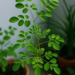 Avertissement : Ces 6 fruits sont un miracle pour détoxifier les reins – Arrêtez la dialyse maintenant !